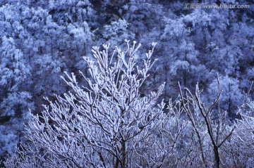 树枝冬雪