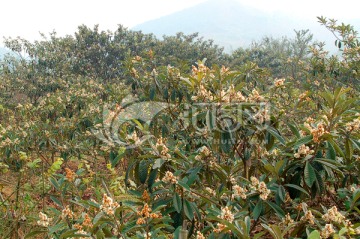 開花的枇杷樹果樹林