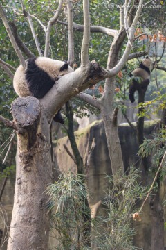 成都大熊猫繁育研究基地的大熊猫