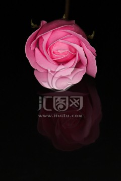 玫瑰花 情人节