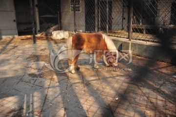 武汉动物园矮马