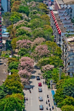 南宁 淡村路的春天