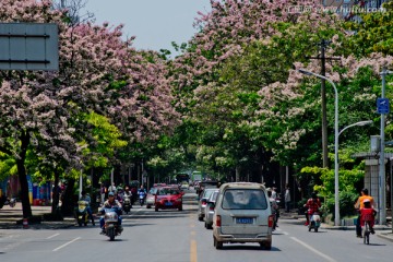 南宁 淡村路的春天