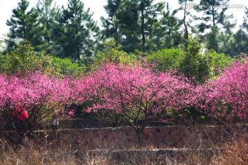 梅花 春天风光