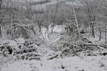 南方雪景