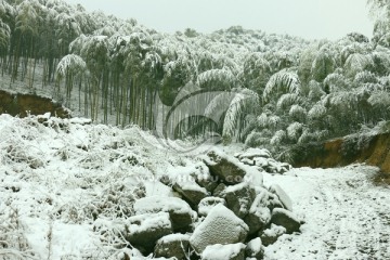 竹林雪海