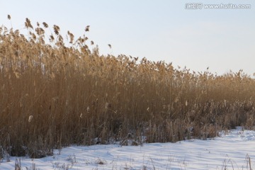 冬日芦苇丛