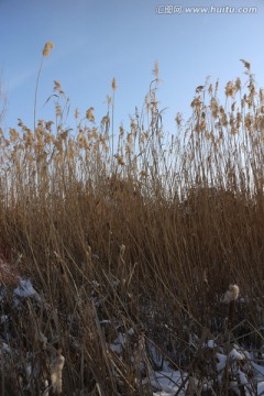 冬雪芦苇