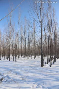 冬雪杨林