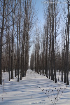 冬雪杨林