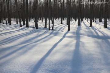 雪地树影