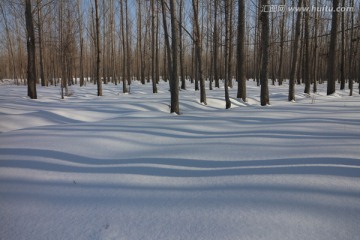 雪地树影