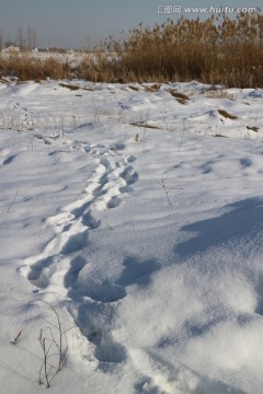 雪地足迹