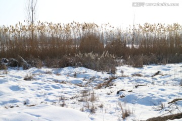 雪野芦苇荡