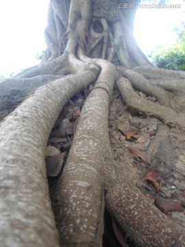 树根1