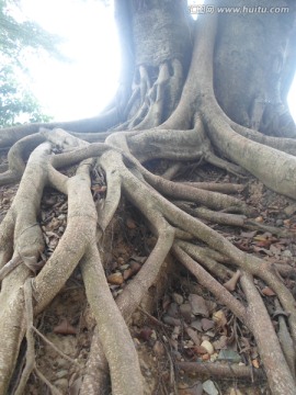 树根2