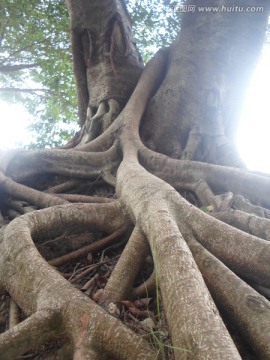 树根3