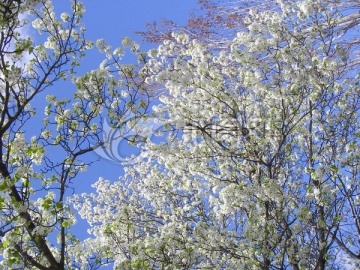 春花烂漫