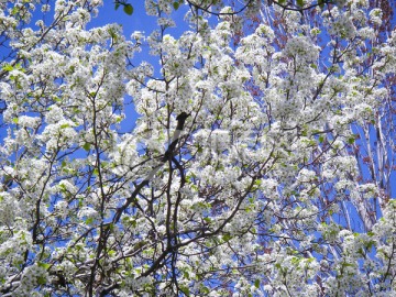 春花烂漫