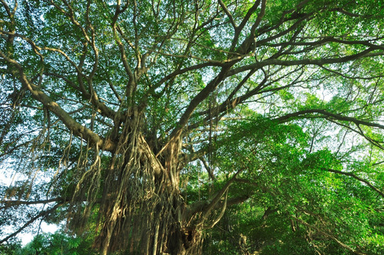 苍翠大树