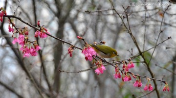 花与鸟