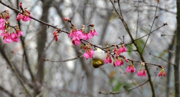 樱花与鸟