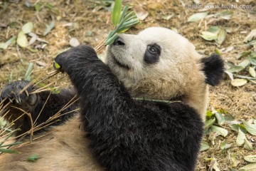 成都大熊猫繁育研究基地的大熊猫