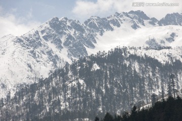 雪山 松树 林海雪原