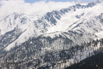 雪山 松树 林海雪原