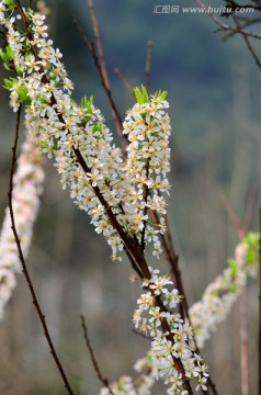 李花