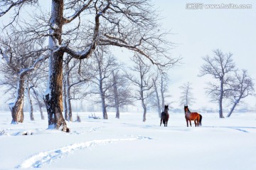 冬雪林间