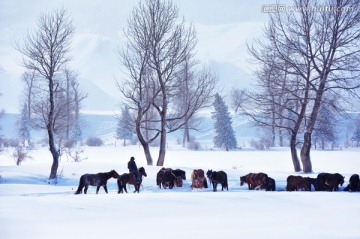 新疆伊犁那拉提冬雪牧场