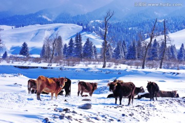 新疆伊犁那拉提草原雪景美