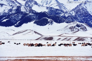 新疆雪域牧场