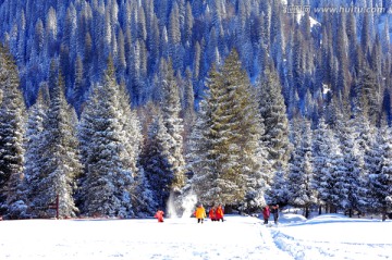 松林雪景新疆伊犁那拉提冬季风景
