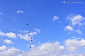 天空上的飞鸟