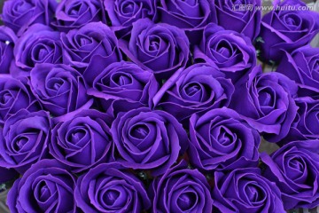 紫色玫瑰花背景