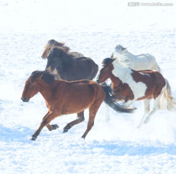 内蒙古乌兰布统草原骏马踏雪