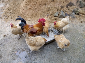 乡村农家土鸡 原生态放养鸡