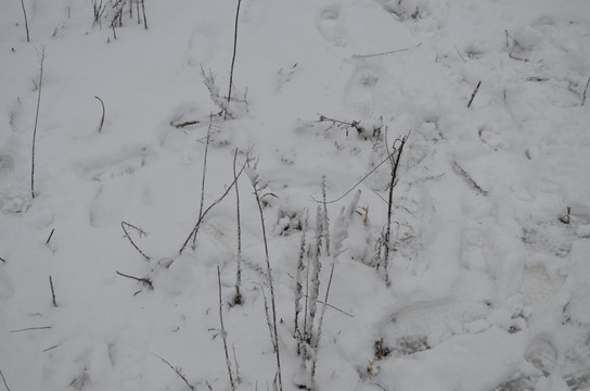雪中的枯草