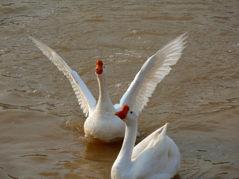 水中展翅的白鹅