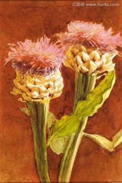 鮮花