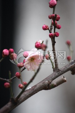 红梅 梅花 雪中梅花