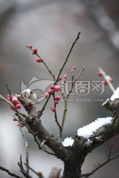 雪中梅花 紅梅