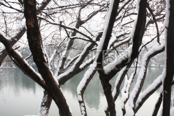 樹林