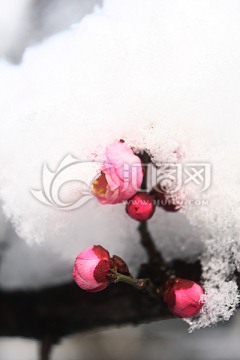 雪中梅 粉色梅花