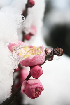 雪中梅 雪中紅梅 梅花
