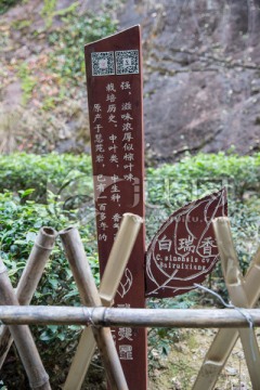 武夷山岩茶园 大红袍茶园