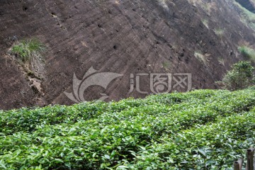 武夷山岩茶园 大红袍茶园