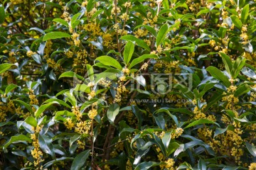 桂花树 桂花